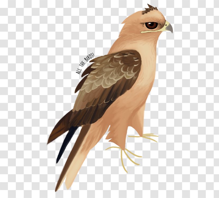 Hawk Eagle Beak Feather Falcon - Wing Transparent PNG