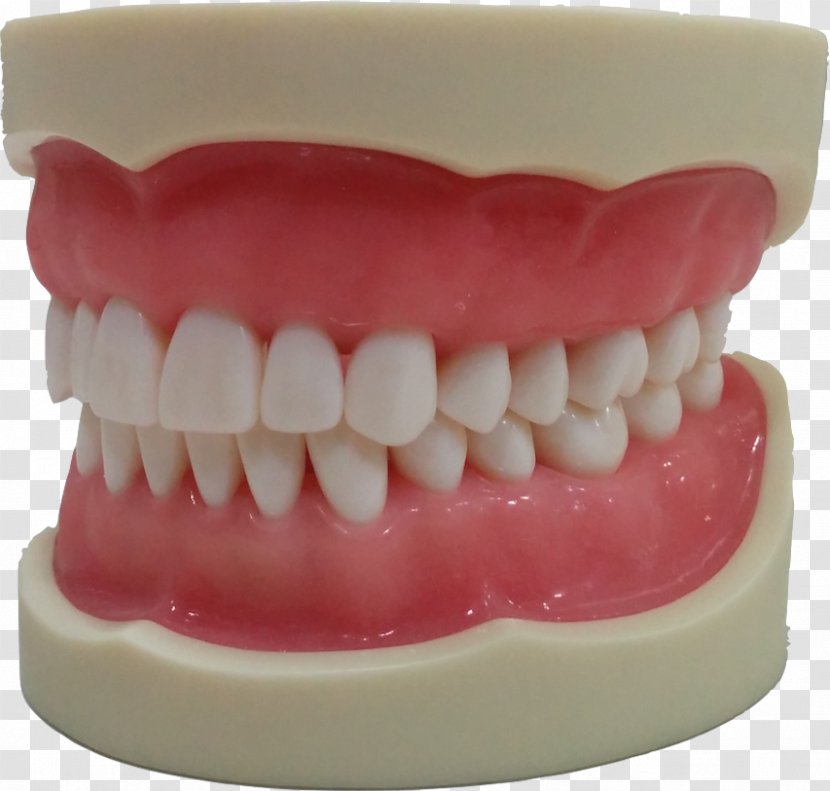 Human Tooth Jaw Typodont Gums - Skull - Teeth Model Transparent PNG