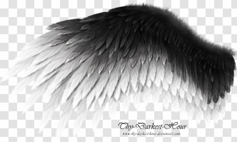 DeviantArt Wing Work Of Art Bird - Line - Angel Wings Transparent PNG