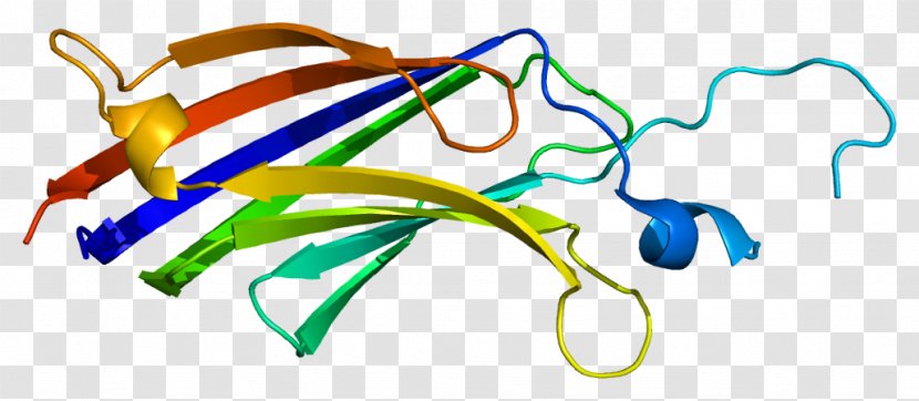 PRKCE Protein Kinase C - Frame - Cartoon Transparent PNG