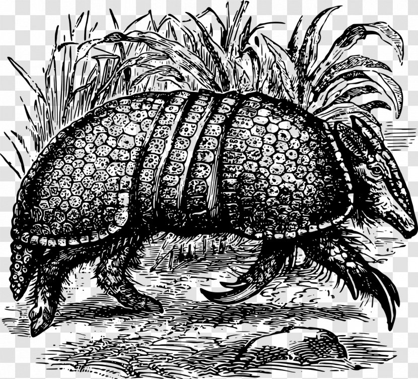 Tortoise Giant Armadillo Turtle Armour - Fictional Character Transparent PNG