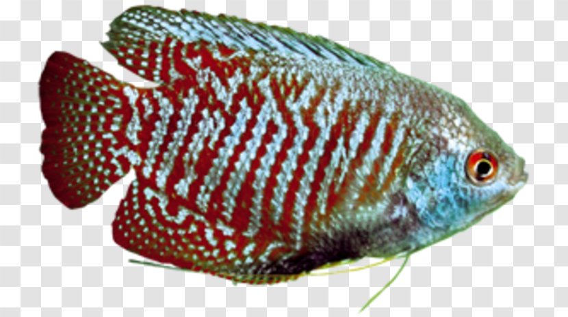 Green Swordtail Southern Platyfish Tilapia Aquarium - Platy Transparent PNG