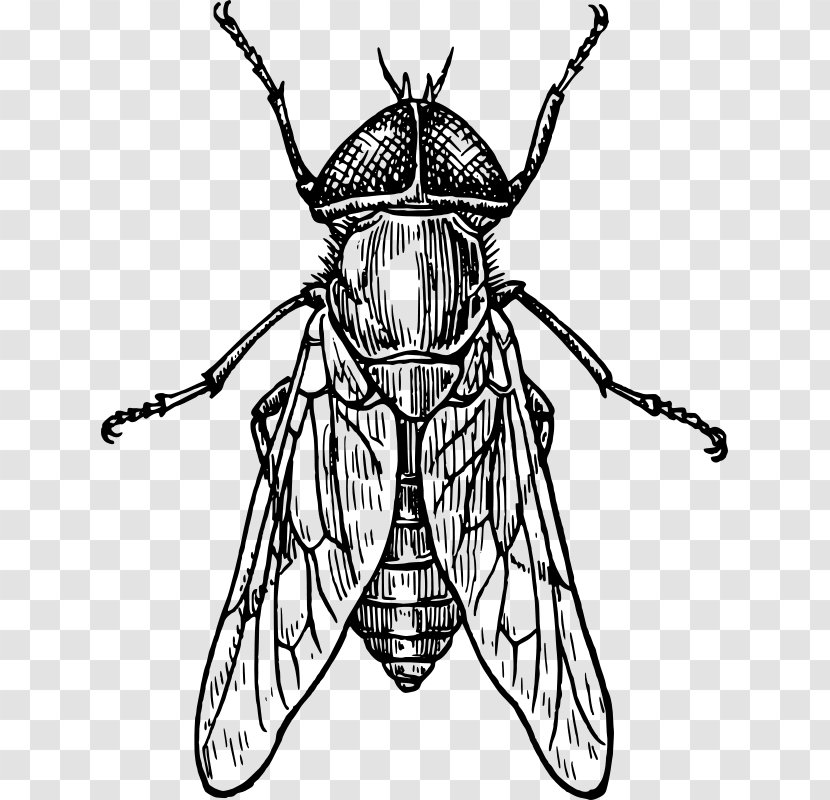 Beetle How To Draw Insects Drawing Insect Wing - Line Art Transparent PNG