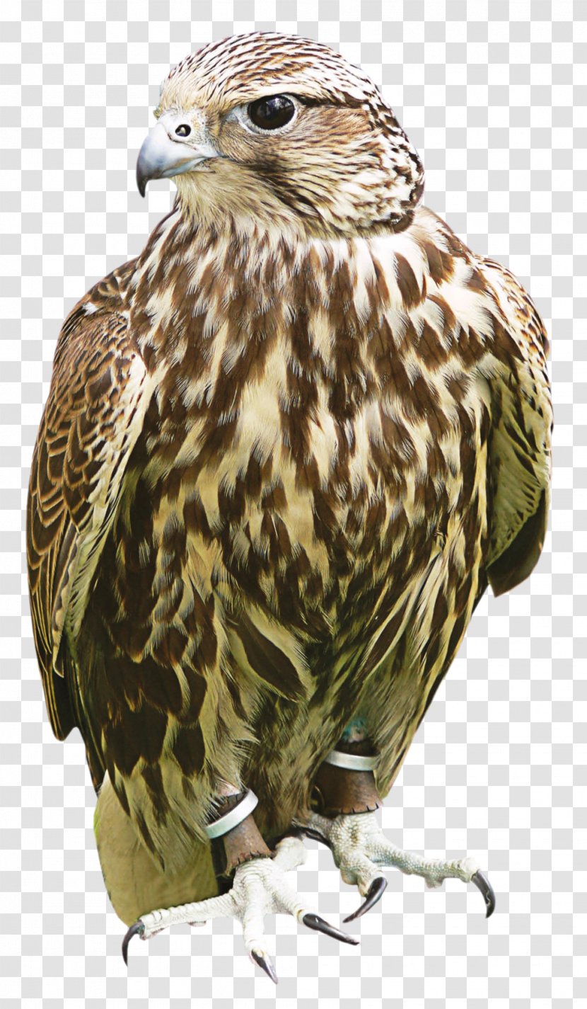 Hawk Owl Buzzard Fauna Beak Transparent PNG