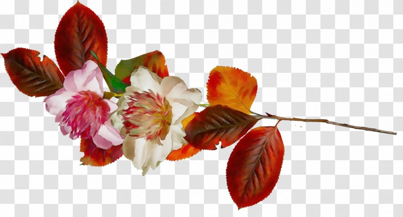 Red Watercolor Flowers - Floral Design - Artificial Flower Blossom Transparent PNG