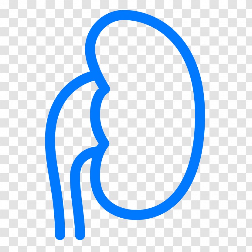 Kidney Clip Art - Bean - National Foundation Transparent PNG