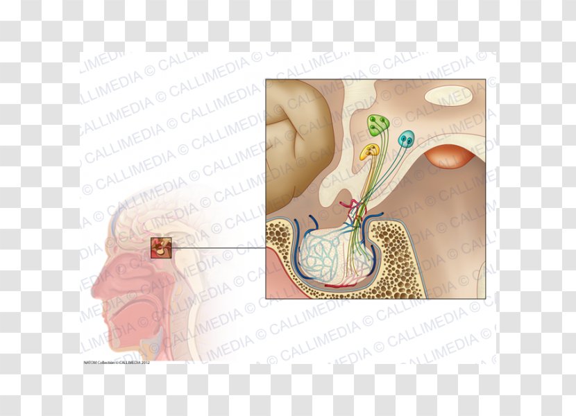 Pituitary Gland Endocrine System Physiology - Tree - Adrenal Cartoon Transparent PNG