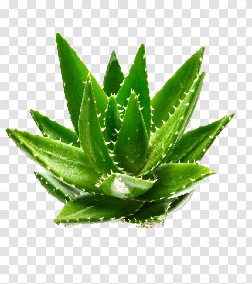Aloe Vera Gel Aloin Euclidean Vector Green Transparent PNG