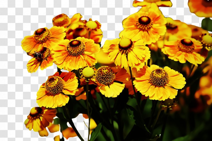 Sunflower - Annual Plant - Daisy Family Transparent PNG
