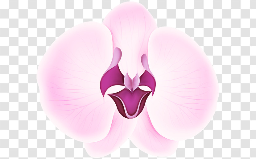 Moth Orchids Flower Petal Computer Close-up Transparent PNG