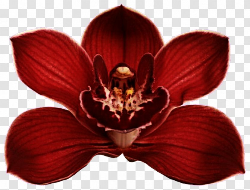 Red Orchids Lilac Clip Art - Public Domain - Orchid Transparent PNG