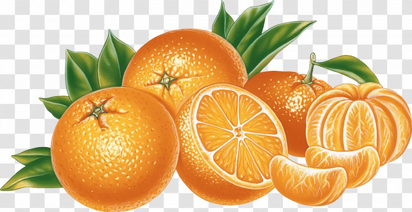 Citrus × Sinensis Orange Clip Art - Clementine - Image Download Transparent PNG