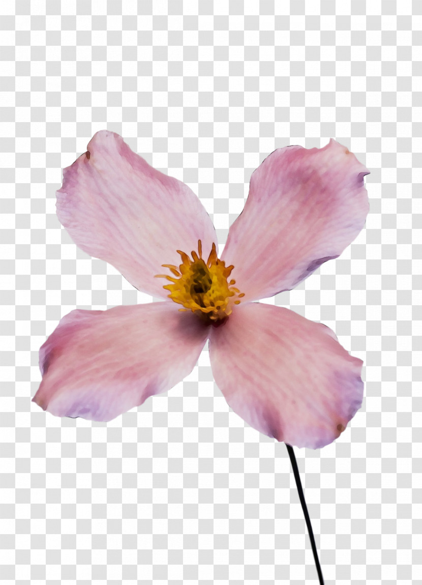 Rose Transparent PNG