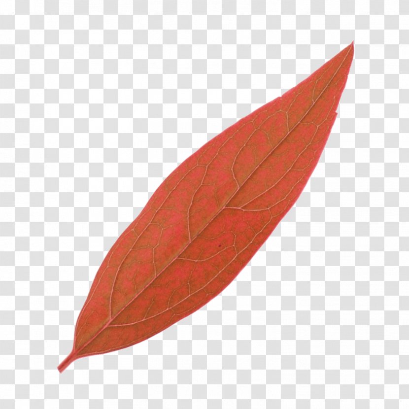 Leaf - Resource - Maple Transparent PNG