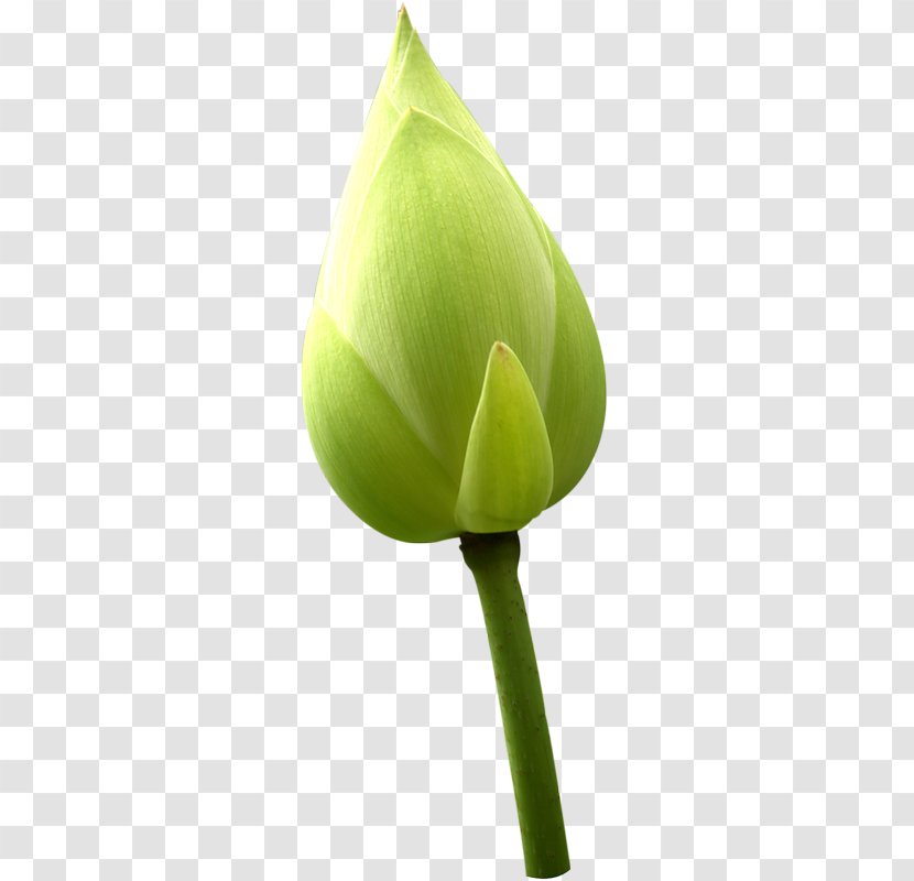 Sacred Lotus Image Photography Bud - File Formats Transparent PNG