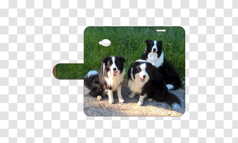 Border Collie Australian Shepherd Bernese Mountain Dog Breed Rough - Group - Microsoft Windows 98 Transparent PNG