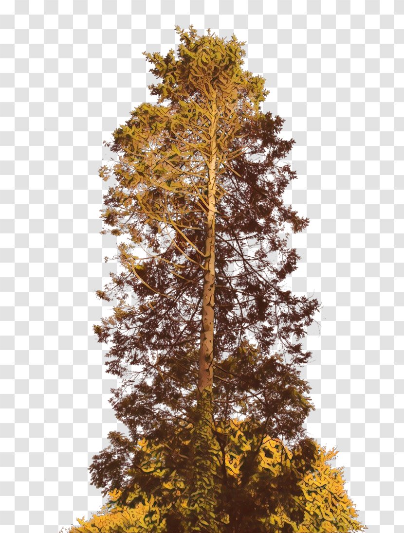 Red Maple Tree - Plant Stem - Twig Northern Hardwood Forest Transparent PNG