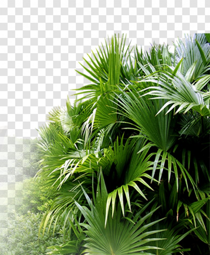 Asian Palmyra Palm Leaf Ornamental Plant Horticulture - Houseplant - Gardening Transparent PNG