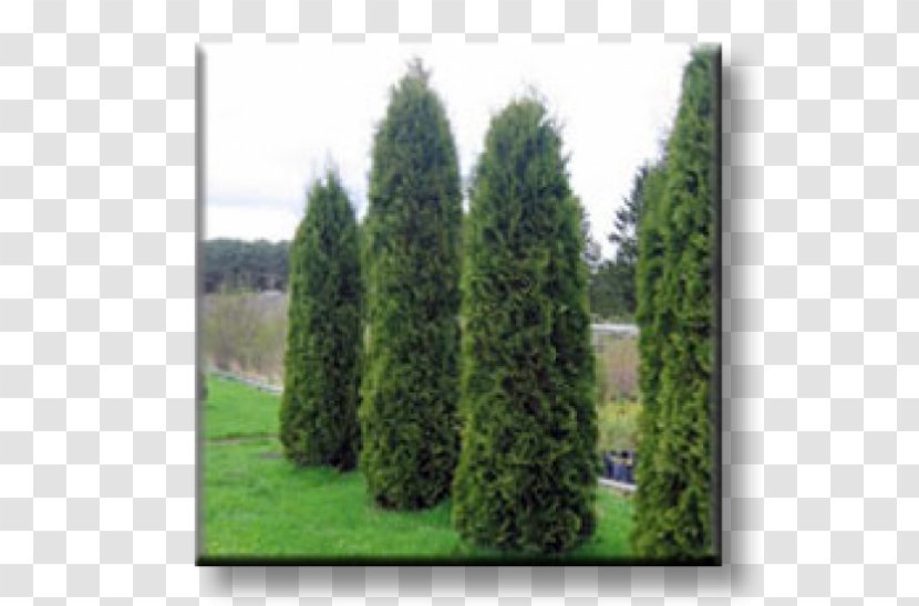 Spruce Arborvitae Evergreen Conifers Oriental Arbor-vitae - Ecosystem - Thuja Transparent PNG