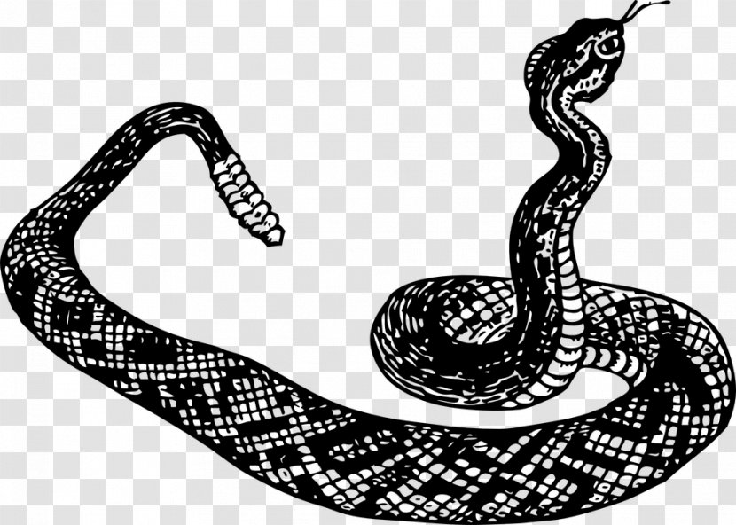Rattlesnake Reptile Vipers - Cobra - Snake Transparent PNG