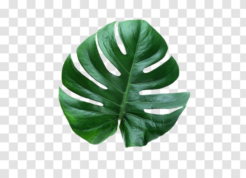 Leaf Swiss Cheese Plant Houseplant Transparent PNG