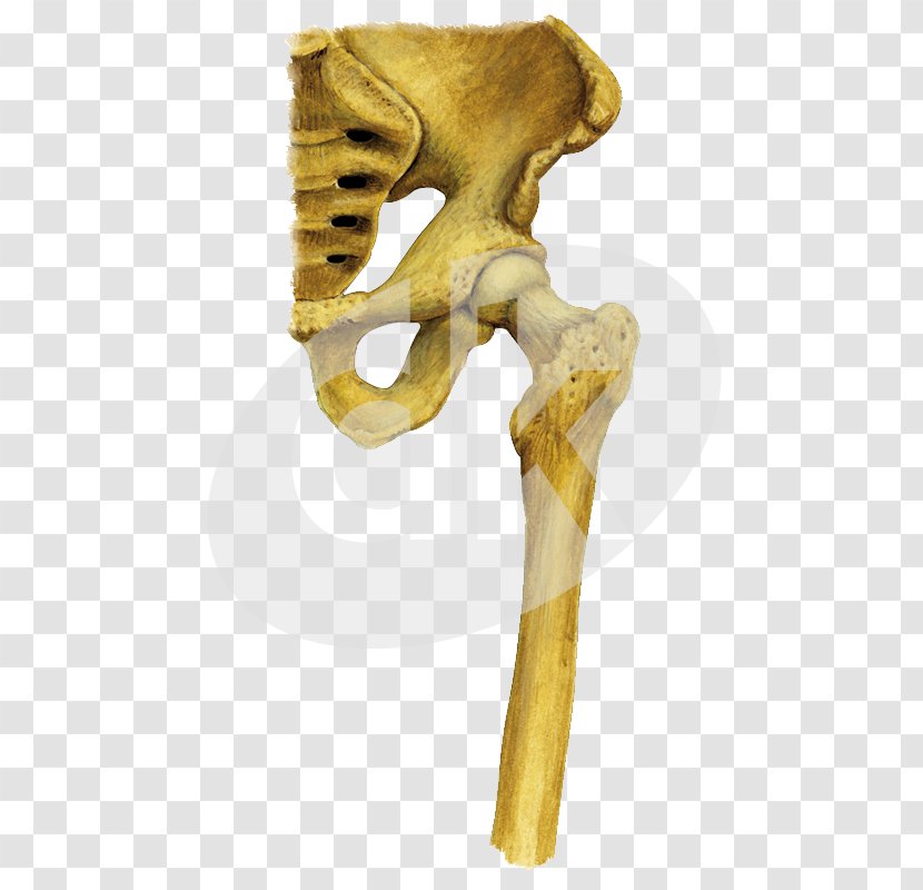 Shoulder Skeleton Hip KBR - Clove Transparent PNG