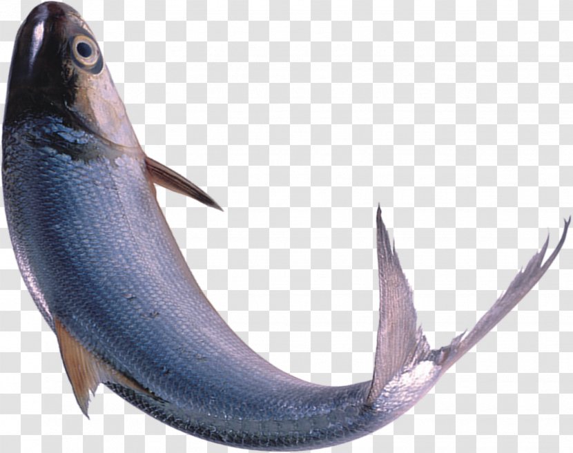Swordfish Seafood - Billfish - Fishes Transparent PNG