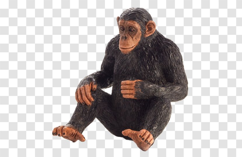 Common Chimpanzee Primate Monkey Gorilla Knuckle-walking - Organism Transparent PNG