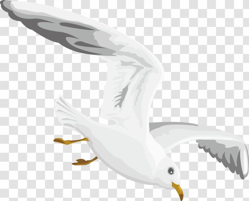 Gulls European Herring Gull - Water Bird - Flying Seagull Decoration Design Transparent PNG