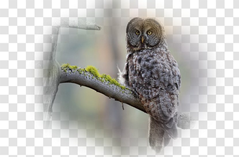Great Grey Owl Bird Desktop Wallpaper Photography - Drawing Transparent PNG