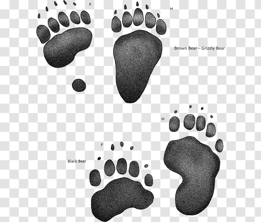 American Black Bear Paw Animal Track Brown Rat - Tracking Transparent PNG