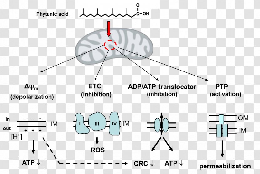 Phytanic Acid Fatty Metabolism Very Long Chain Protonophore - Heart - Cartoon Transparent PNG