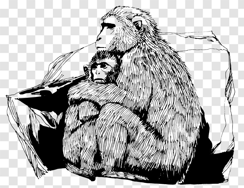 Primate Baby Monkeys Ape Rhesus Macaque - Monkey Transparent PNG