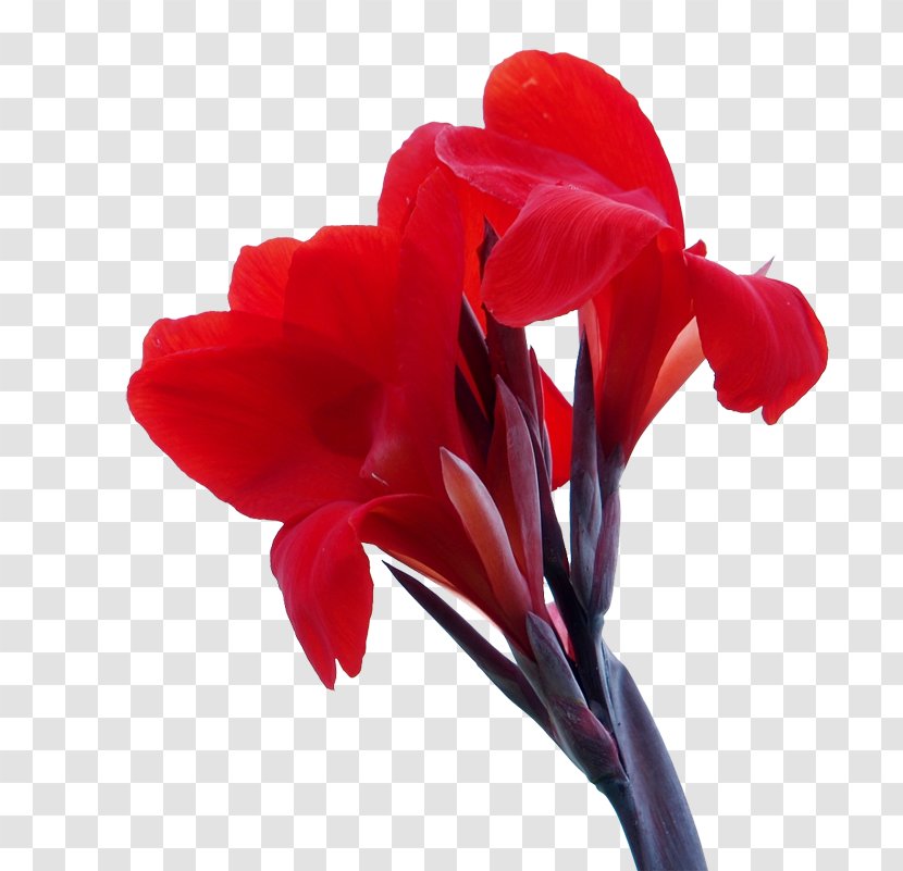 Canna Indica Flower Icon - Red - Cannabis Pictures Transparent PNG