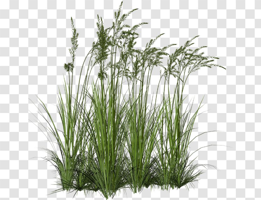 Ornamental Grass Grasses Tallgrass Prairie Clip Art - Lawn - Trees Transparent PNG
