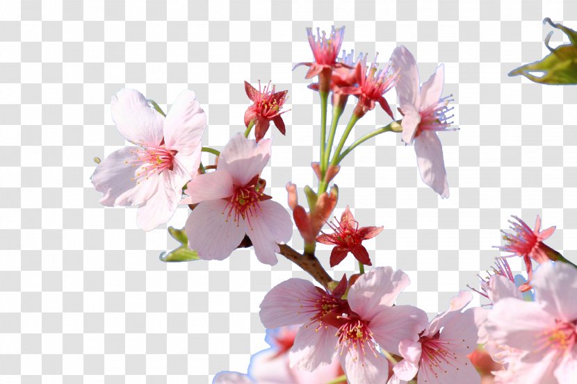 Cherry Blossom Japan Floral Design Flower - Japanese Blossoms Transparent PNG