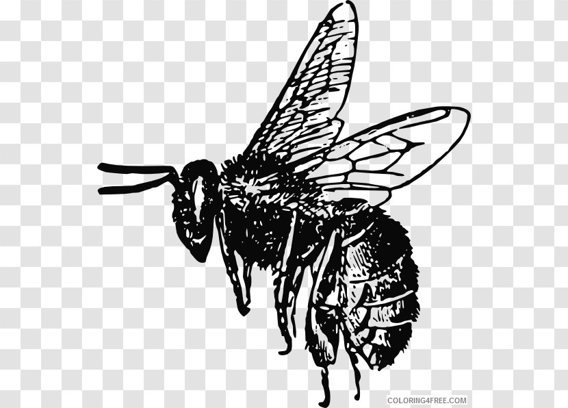 Bumblebee Honey Bee Clip Art - Visual Arts Transparent PNG