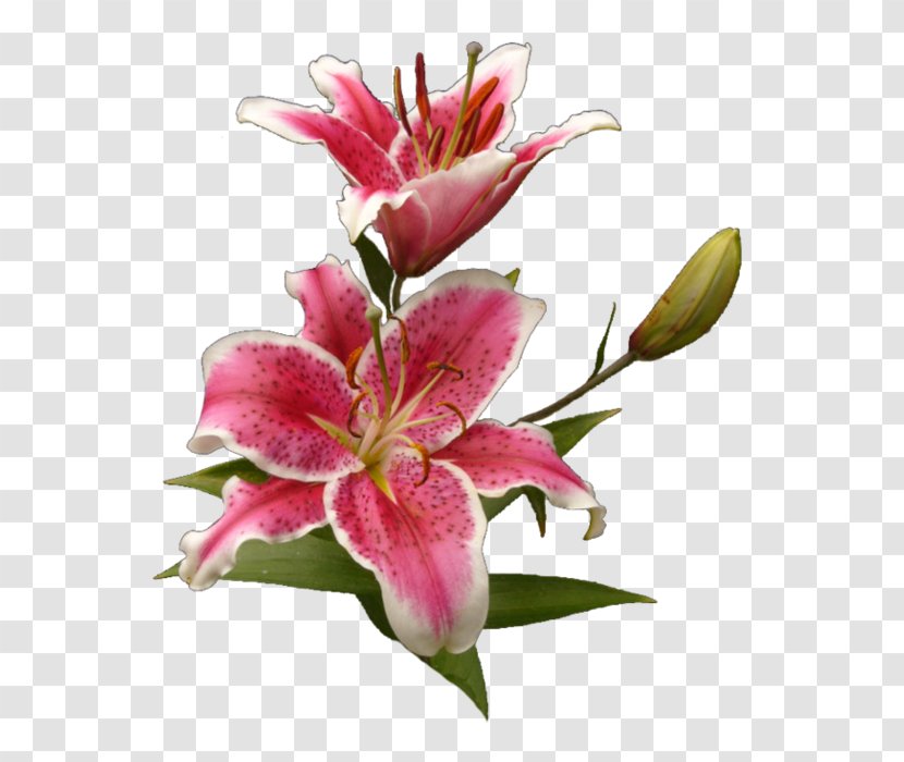 Cut Flowers Tiger Lily Lilium - Price - Flower Transparent PNG