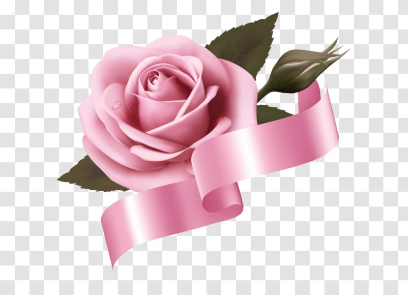Garden Roses Cabbage Rose Pink Cut Flowers - Flower Transparent PNG