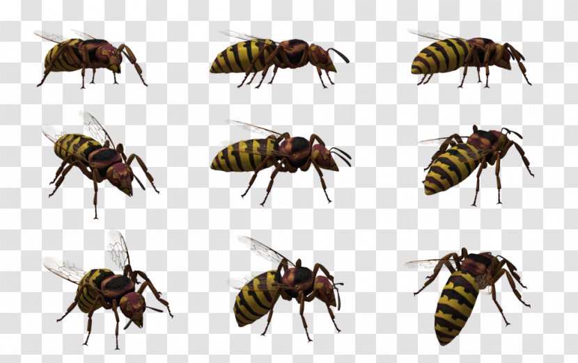 Honey Bee Bald-faced Hornet Wasp - Oriental Transparent PNG