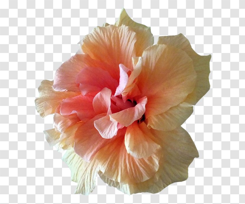 Hibiscus Flower Petal Clip Art - Malvales Transparent PNG