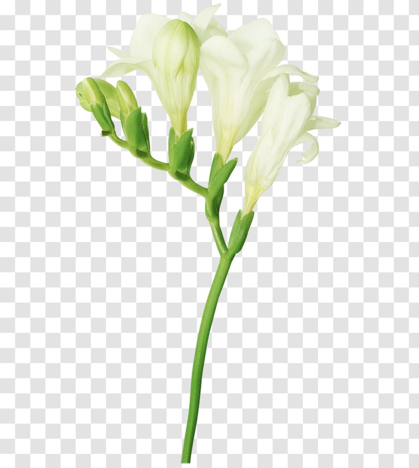 Freesia Flower Bud Clip Art - Embryophyta - White Transparent PNG
