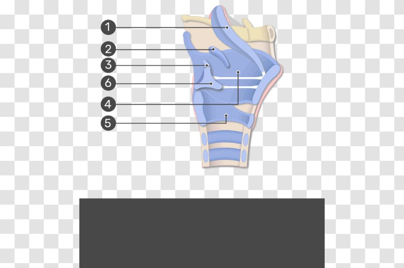 Larynx Human Anatomy Vocal Folds Spinalis - Cartilage - Thyroid Transparent PNG