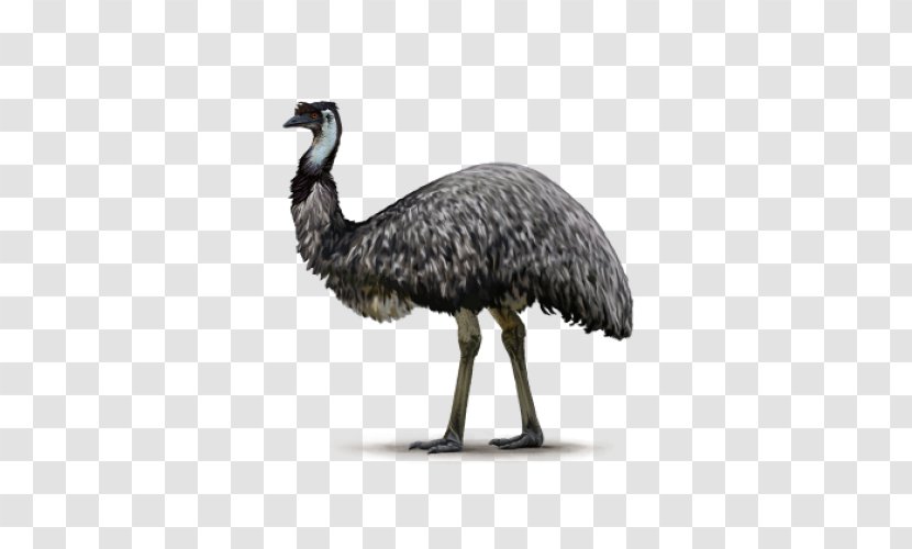 Common Ostrich Flightless Bird Emu Ratite - Kiwi - White Parrot Transparent PNG