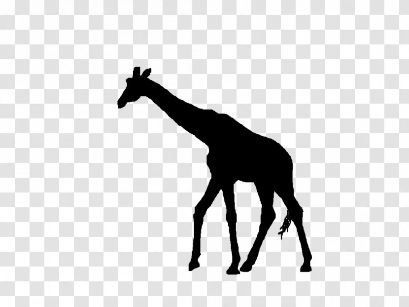 Silhouette Clip Art - Mane - Sillouette Giraffe Transparent PNG