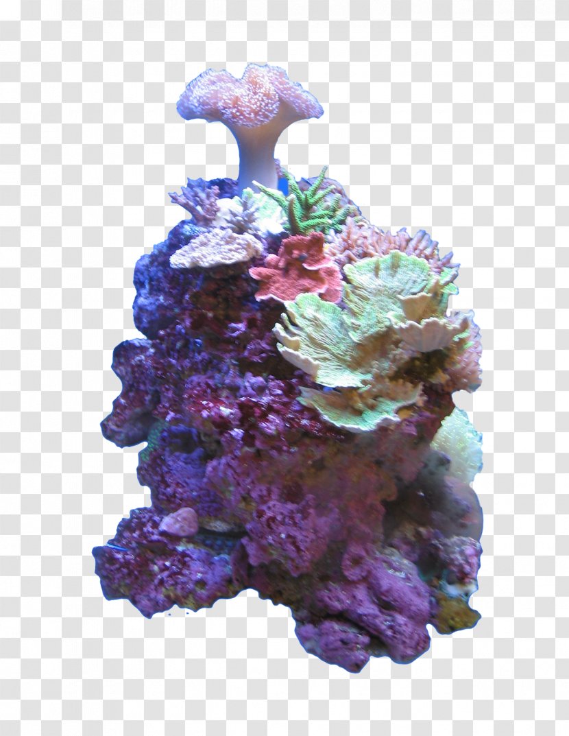 Adobe Photoshop Stony Corals Clip Art Sea - Organism Transparent PNG
