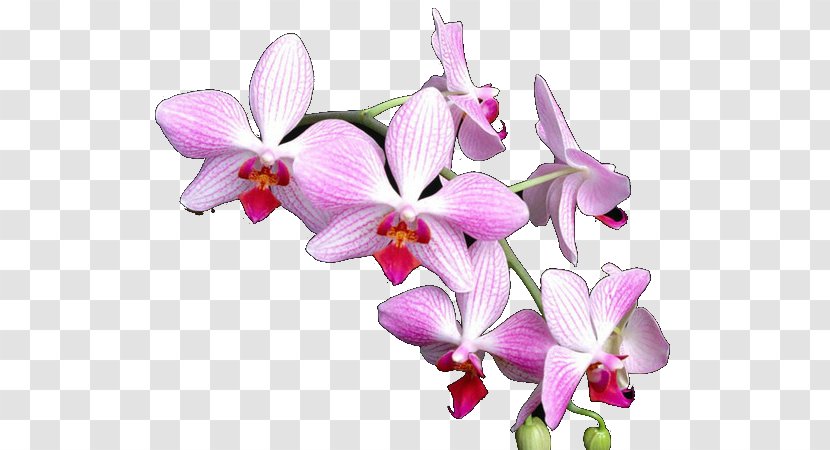 Phalaenopsis Equestris Orchids Crimson Cattleya Flower Dendrobium - Yellow Transparent PNG