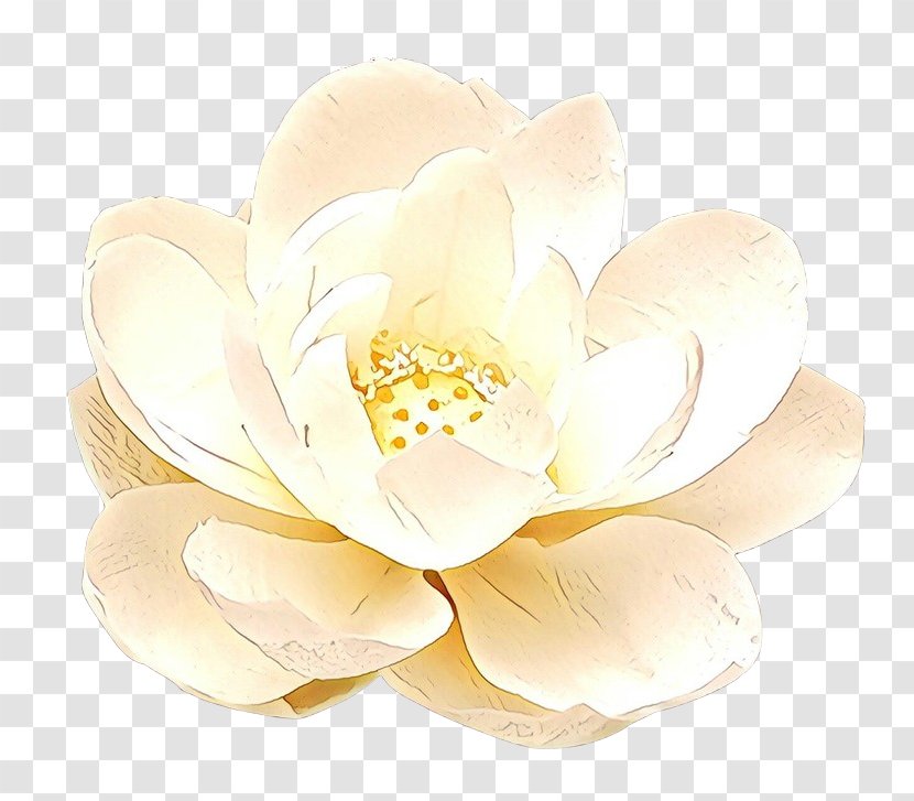 White Petal Flower Yellow Plant - Blossom Cut Flowers Transparent PNG