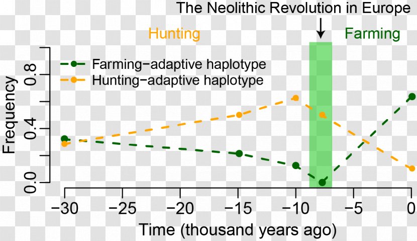 Neolithic Europe Revolution Genetics - Allele - Parallel Transparent PNG