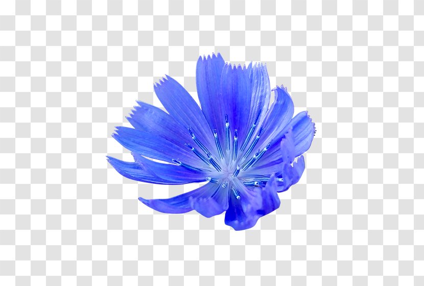 Cornflower Blue - Electric - Also Transparent PNG